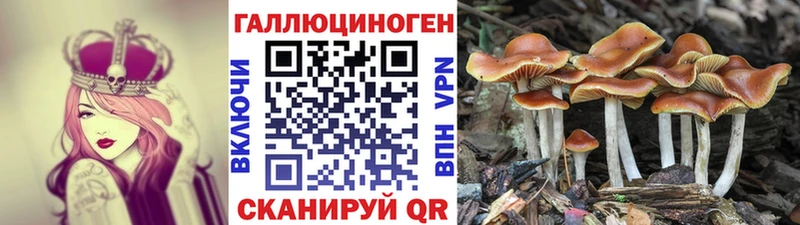 мега сайт  даркнет сайт  Динская  Галлюциногенные грибы Psilocybe 